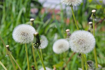 dandelion in the grass