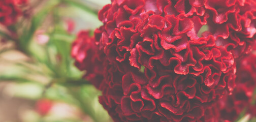 BANNER Real beauty nature background. Celosia argentea cristata cockscomb crested tropical flower...