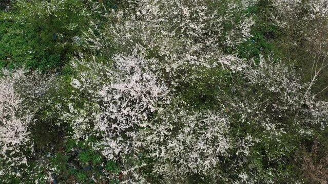 Aerial photo from a drone copter to a toxic waste dump in the city. Amid this ecological disaster, cherry plum and blackthorn bushes blossomed in the spring, creating a contrast between life and death