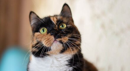 Portrait of a large multi colored cat looking into the camera at home. The concept of love for mongrel animals.