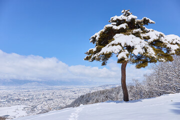 2月（冬） 降雪後の松本の街並みと北アルプス・雪をかぶった松の木 長野県松本市