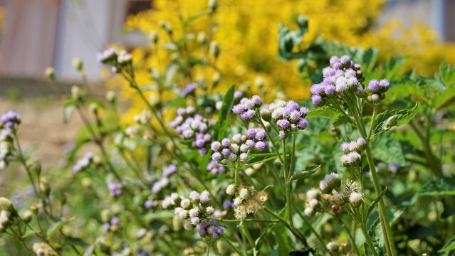 Ageratum Conyzoides Also Known As Tropical Whiteweed, Bastard Argimony, Floss Flower, Goat Weed