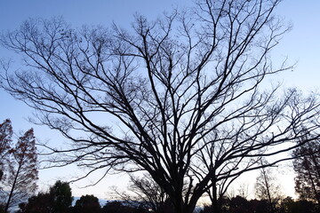 冬の公園の夕方の欅