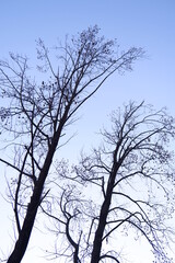Fototapeta na wymiar 冬の公園の夕方のユリノキ