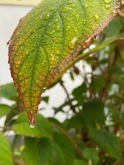 Green bright leaves after rain 