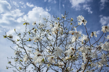 Blooming magnolia tree in spring. High quality photo