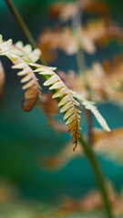 Macro de feuilles de fougère, au cœur de la forêt des Landes de Gascogne