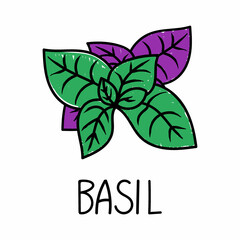 Basil, hand-drawn doodle-style element. Logo and emblem packaging design template - spices and herbs - multicolored basil leaves. Logo in a trendy linear style.
