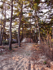 Pine forest camping and tent