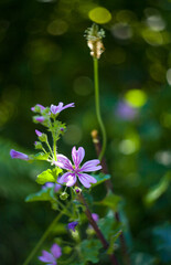 malva sylvestris green grass herb in field with hot sun