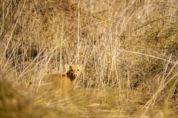 Indian hog deer or Axis porcinus portrait with eye contact at dhikala zone of jim corbett national park or forest uttarakhand india asia