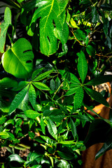 Home jungle. Lots of green houseplants. Plant care.