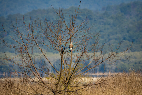 Lesser Fish Eagle or Icthyophaga humilis perched on tree near ramganga river in natural green background at dhikala zone of jim corbett national park or forest reserve uttarakhand india
