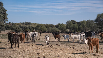Herd of bulls of different ages and colours