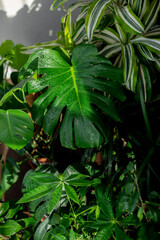 Home jungle. Lots of green houseplants. Plant care.