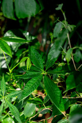 Home jungle. Lots of green houseplants. Plant care.