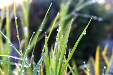 water drops on grass