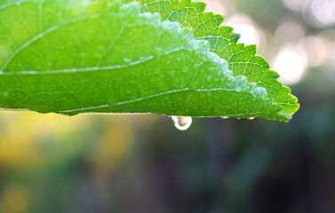 water drop on leaf