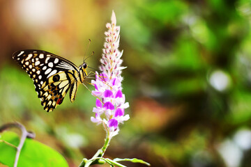 butterfly on flower