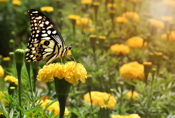 butterfly on yellow flower