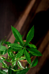 Home jungle. Lots of green houseplants. Plant care. Pakhira aquatic.