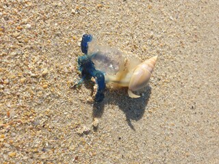 crab on the beach