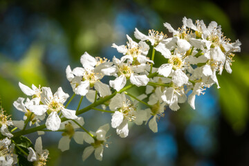 Russia. Kronstadt. May 27, 2020. Fresh young flowers bloomed on the cherry tree.