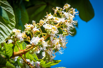 Russia. Kronstadt. May 27, 2020. Lush chestnut flowers on trees in the city park.