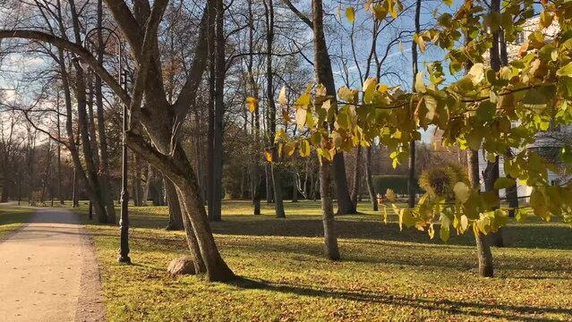 the wind blows the leaves of the tree. beautiful gold autumn landscape in a park