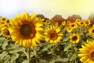 Obraz premium field of sunflowers