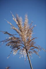 Dry brown plant against blue sky