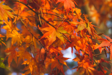 秋の紅葉　季節