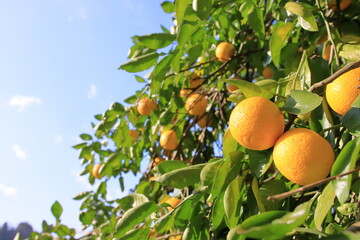 成熟したカボス