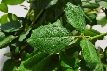Leaves of a rose bush covered in water droplets