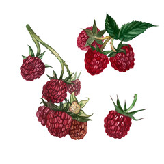 A set of hand-painted watercolor elements: red raspberry, raspberry branch with green leaves isolated on a white background. Suitable for the design of postcards, labels, food packages.