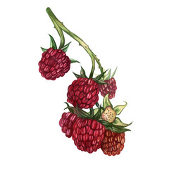 Drawing of a sprig of red raspberry hand-drawn in watercolor isolated on a white background. Suitable for the design of postcards, labels, food packages.