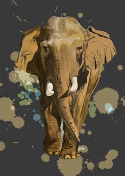 Bild Elefant