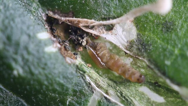 Oruga de tuta absoluta parasitada por la larva de la avispa Necremnus Tutae en una galer&iacute;a en una hoja de tomate