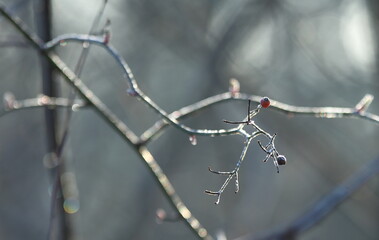 frost on branches