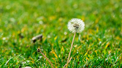 Closed Bud of a dandelion. Dandelion white flowers in green grass. High quality photo