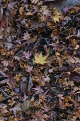 紅葉・秋イメージ