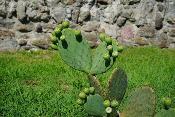 Natural background with green prickly pear plant