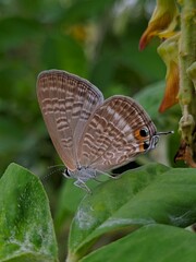 butterfly on a leaf