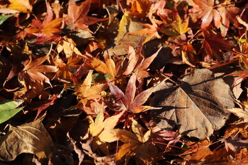 紅葉・秋イメージ