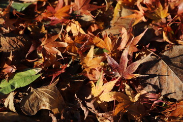 :紅葉・秋イメージ