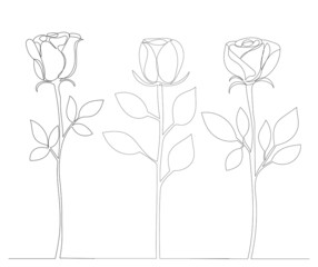 roses drawing in one line, on an abstract background, vector