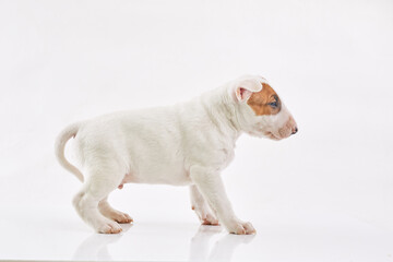 Bull terrier dog isolated against grey background. Studio portrait. Miniature bull terrier puppy posing on shot.