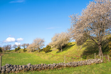 Rural landscape with blooming cherry trees on a ridge