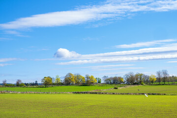 Cultivated land with tree grove in spring