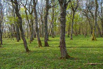 Fototapeta premium Tree trunks in a deciduous forest with lush trees in spring
